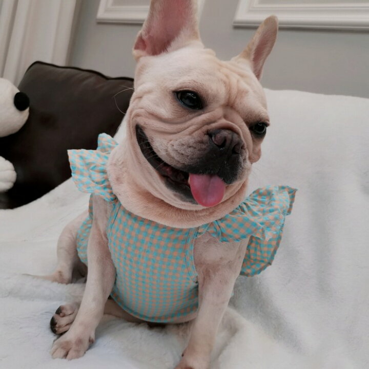 楽天市場 フレンチブルドッグ 服 フリフリ タンクトップ キャミソール 女の子 チェック柄 犬 パピー春 夏 小型犬 中型犬 かわいい オシャレ トイプードル チワワ 柴犬 ダックス ポメラニアン ヨーキー Km273t French French