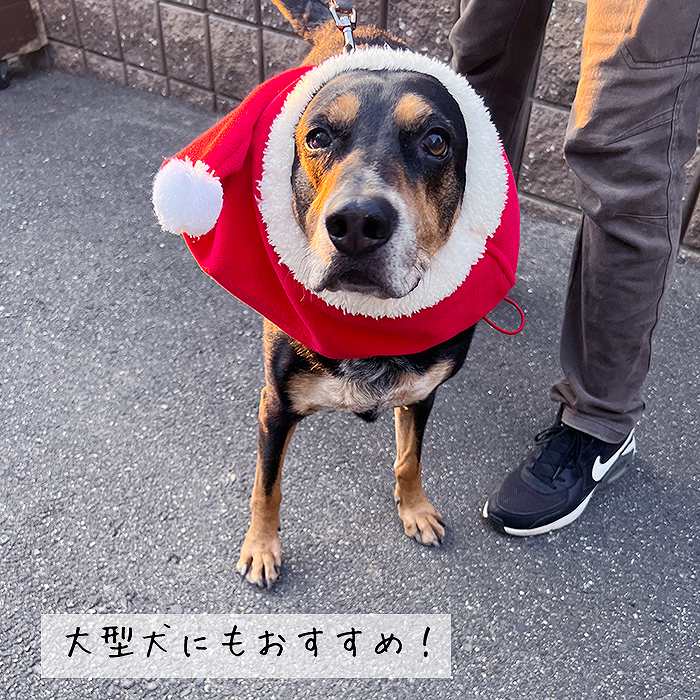 楽天市場】【ワンコインSALE】犬 サンタ帽子 サンタクロース コスプレ