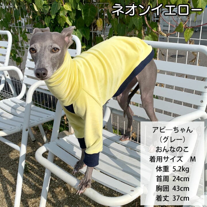 楽天市場】【当社オリジナル】【送料無料 】イタグレ服 イタリアン 