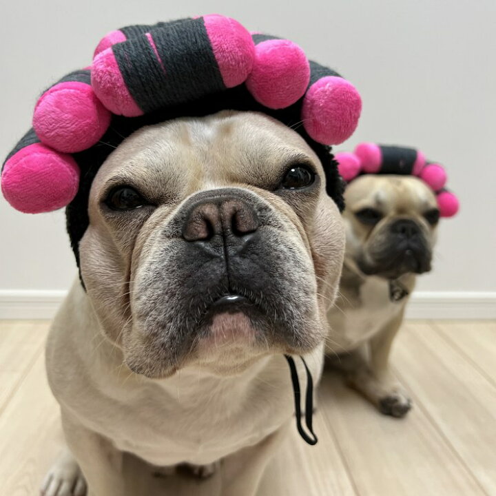 楽天市場 犬 カーラー 猫 カツラ コスプレ パーマ おもしろグッズ 変装 フレンチブルドッグ ペット服 服 可愛い 猫服 犬用 面白い コスチューム 小型犬 中型犬 大型犬 変身服 出掛け 撮影道具 ピンクkm692g French French