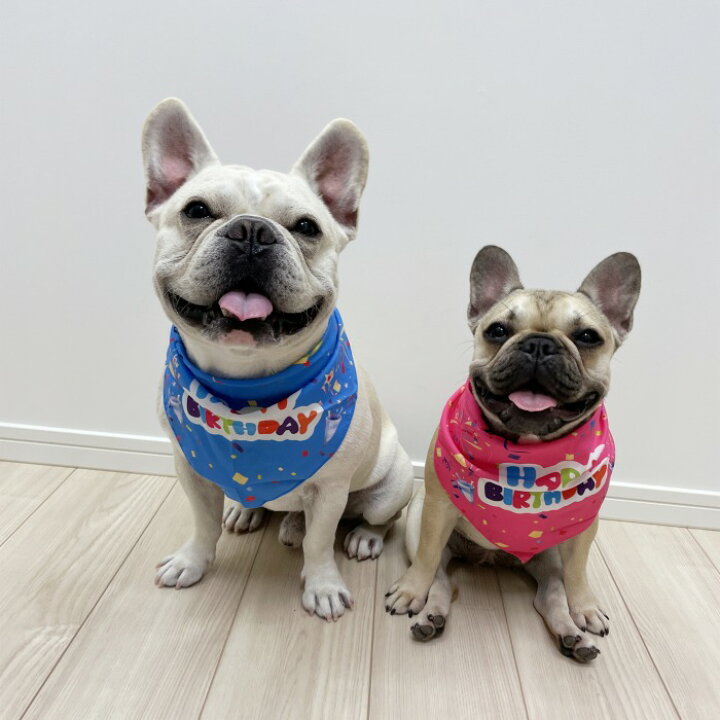 楽天市場 犬用 フレンチブルドック バースデー 誕生日 バンダナ 犬 スカーフ よだれかけ ドッグアクセサリー 犬用デンタルスカーフ おしゃれ 可愛い 小型犬 犬服 ペット用コスチューム アクセサリー 犬の服 Km647g French French