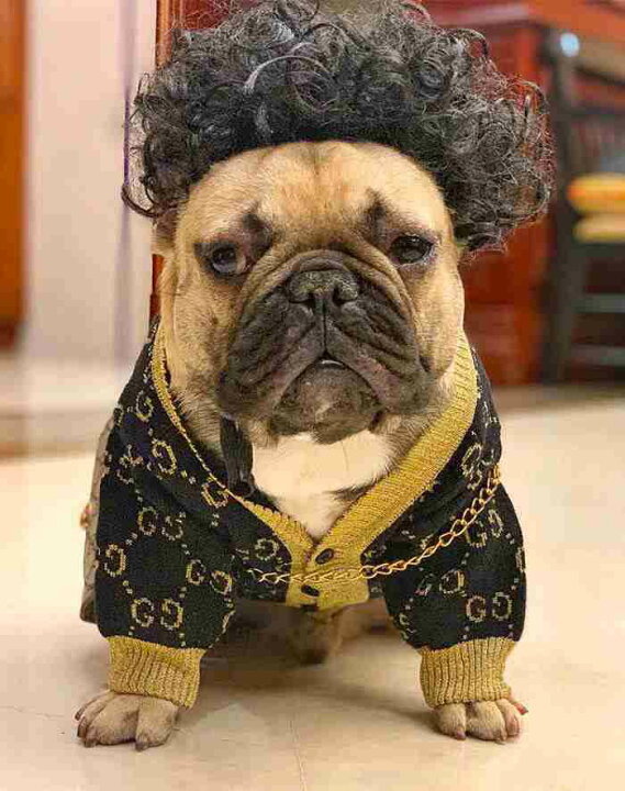 楽天市場 犬 猫 ハロウィン カツラ コスプレ パーマ アフロ おもしろグッズ 変装 フレンチブルドッグ ペット服 服 可愛い 猫服 犬用 面白い コスチューム 小型犬 中型犬 大型犬 変身服 出掛け 撮影道具 Km578g French French