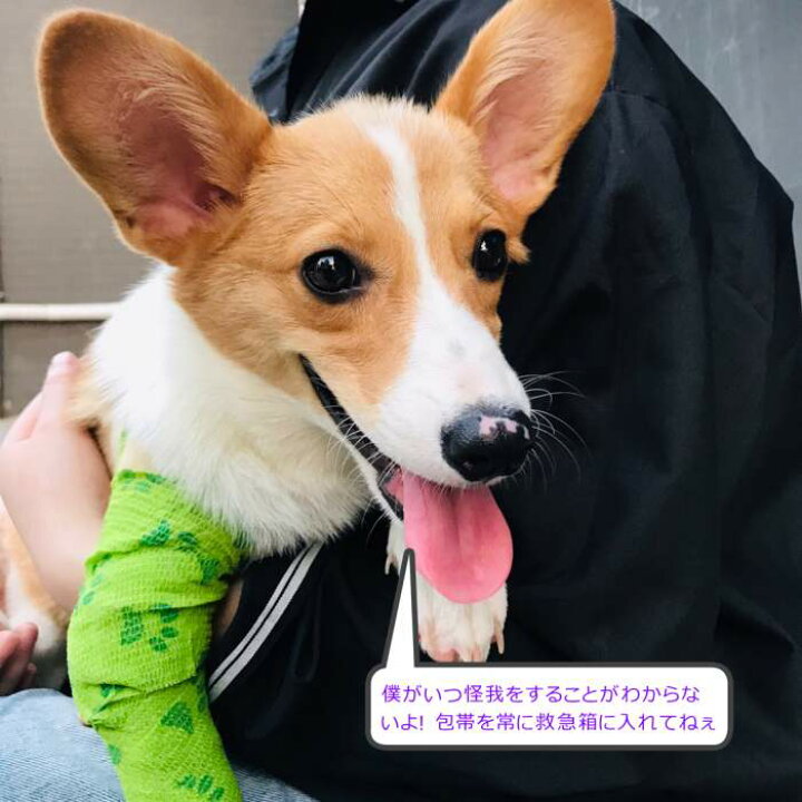 楽天市場 ペットフレックス 動物用包帯 犬 猫 粘着包帯 自着性伸縮包帯 弾力包帯 バンテージ ペット 伸縮 生活防水 怪我防止 A柄 T柄 Km511g French French