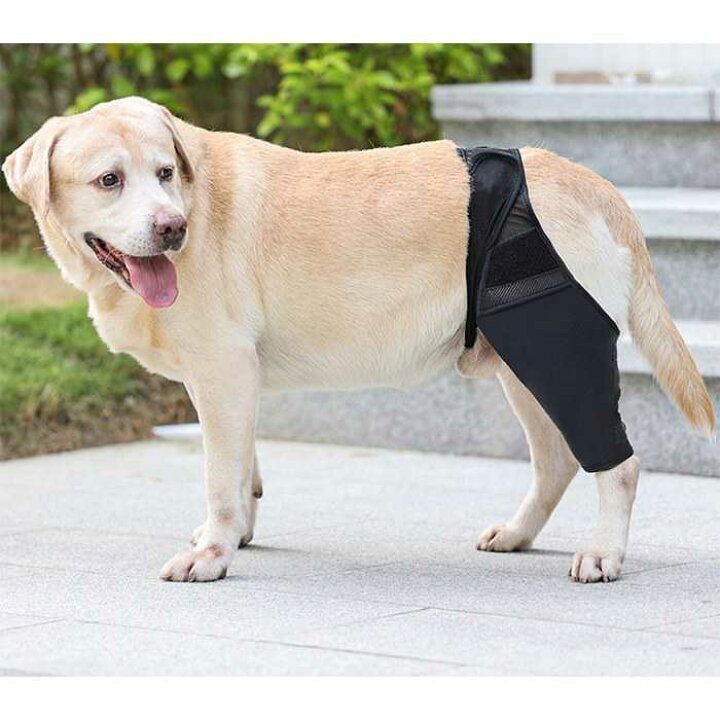楽天市場 犬 サポーター 犬用 膝 関節 膝 靭帯 脱臼 保護 プロテクター 介護 犬用 膝 関節 膝 靭帯 脱臼 保護 プロテクター 介護 足プロテクター 保護用包帯 通気性 超軽量 弾力 手術怪我固定 足の保護km677g French French