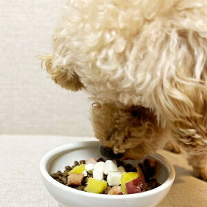 y񂹁z t[YhC kC|egS {