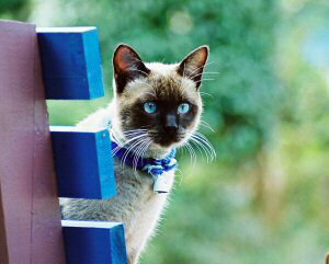 킢LMtgy200g×3 ֗lC̃pbP[WziBɃu}N0.1IjbsO܂