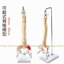楽天市場】脊柱 模型 可動（医薬品・コンタクト・介護）の通販