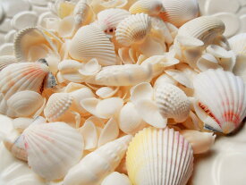 天然素材 白い 貝殻 500gパック ホワイト シェル セレクト ハワイ インテリア ディスプレイ 手作り 工作材料