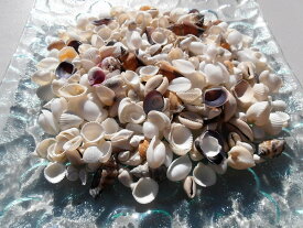 楽天市場 小さい貝の通販