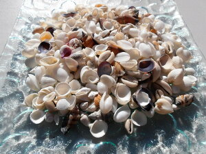 VRf  Lk 300gpbN 1`2cm VF ZNg nC CeA fBXvC  Hޗ@Mermaid jewelry