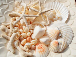 VRf Ai X^[tBbV z^eL n[gL TS ꂢȊLk 350gpbN nCCeA uC_ }G f NtgHޗ