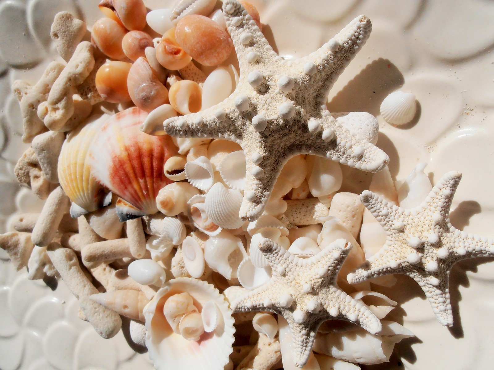 楽天市場】天然素材 A品 コブヒトデ 白いサンゴ 色々な貝殻セット