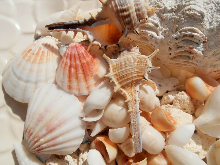 リアル かがり様専用 貝殻 貝殻セット インテリア ウェルカムスペース 飾り アリエル