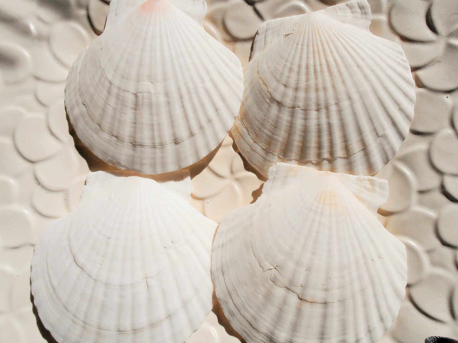 A品 きれいな 白い ホタテの貝 一番の贈り物 ハワイアンインテリア ディスプレイ クッキングプレートなどに 天然素材 白い貝殻 ハワイインテリア シェルプレート 約１１cm ソープディッシュ ジュエリープレート ４枚セット ホタテ貝殻 【2021新作】