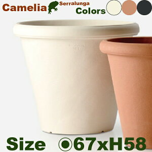 Camelia JA 68 PSE697(a68cm×H59cmjv^[ |bg y ϋv Ǝ{ Serralunga ZK