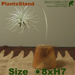 Air Plants Stand GAvcX^hi݂jiK[fObYjiÁj