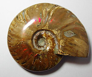 _ 502g  ACg ΉVF C{[ AiCg ΕW{yzps