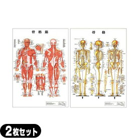 【検査】医道の日本社 人体解剖学チャート骨格筋 ポスター 2枚セット（骨格筋・骨格) パネルなし - 縦86×横62cm 表面仕上げはラミネート加工。【smtb-s】