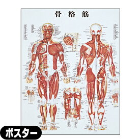 【検査】人体解剖学チャート骨格筋 ポスター パネルなし(SR-116A) - 縦86×横62cm。表面仕上げはラミネート加工。【smtb-s】
