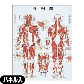 【検査】人体解剖学チャート骨格筋 ポスター パネル入り(SR-116B) - 縦86×横62cm。ラミネート加工したポスターを、特殊アルミフレームに塩化ビニールのカバーを付けた高級パネルに入れました。【smtb-s】