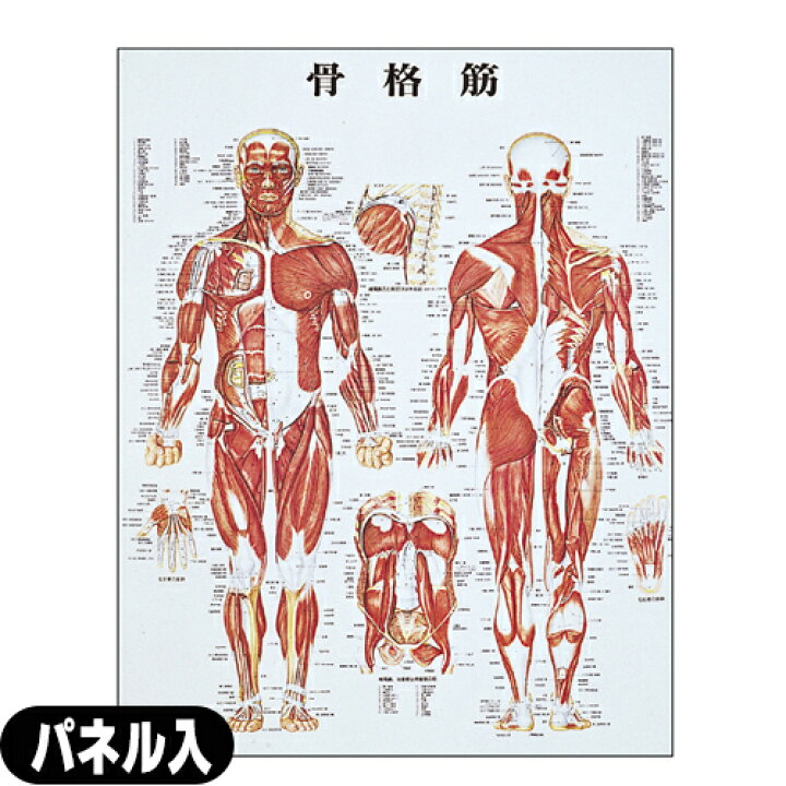 楽天市場】【検査】人体解剖学チャート骨格筋 ポスター パネル入り(SR 