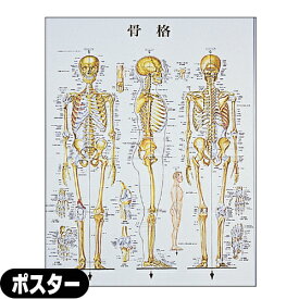 【検査】人体解剖学チャート 骨格 ポスター パネルなし(SR-117A) - 縦86×横62cm 表面仕上げはラミネート加工。