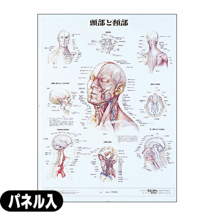 楽天市場】【検査】人体解剖学チャート 頭部と頸部 ポスター パネル 