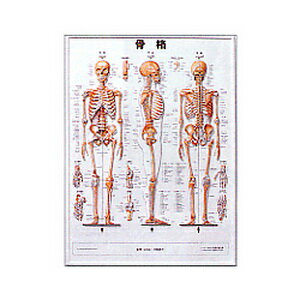 Bone Chart Of The Human Body