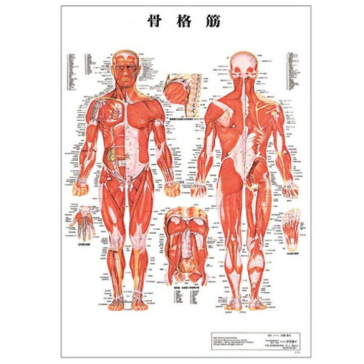 楽天市場】【検査】人体解剖学チャート ポスター 3枚セット（骨格筋 