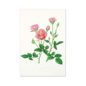 ポストカード ゼン|pcr-035 フロンティア はがき 絵葉書 私製 定形 定型 郵便番号 枠あり 罫線なし 1枚入り カラー カラフル レター 大人 おしゃれ お洒落 シンプル かわいい 可愛い 上品 花