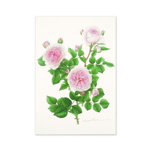 ポストカード マリアテレジア|pcr-036 フロンティア はがき 絵葉書 私製 定形 定型 郵便番号 枠あり 罫線なし 1枚入り カラー カラフル レター 大人 おしゃれ お洒落 シンプル かわいい 可