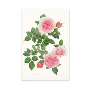 |XgJ[h@i}Gbpcr-037@teBA ͂ Gt  ` ^ X֔ԍ g rȂ 1 J[ Jt ^[ l   Vv 킢  i 