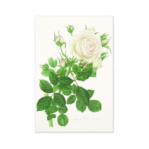 ポストカード ブラン ピエール ドゥ ロンサール|pcr-038 フロンティア はがき 絵葉書 私製 定形 定型 郵便番号 枠あり 1枚入り 大人 おしゃれ お洒落 シンプル かわいい 可愛い 上品 花 アー