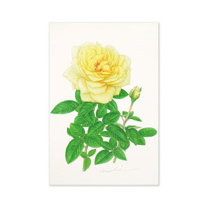 ポストカード ローズ ヨコハマ|pcr-041 フロンティア はがき 絵葉書 私製 定形 定型 郵便番号 枠あり 罫線なし 1枚入り カラー カラフル レター 大人 おしゃれ お洒落 シンプル かわいい 可