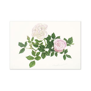 ポストカード マダム ピエール オジェ|pcr-042 フロンティア はがき 絵葉書 私製 定形 定型 郵便番号 枠あり 罫線なし 1枚入り カラー カラフル レター 大人 おしゃれ お洒落 シンプル かわ