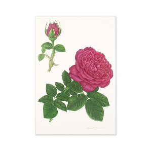 ポストカード ウィリアム シェークスピア 2000|pcr-043 フロンティア はがき 絵葉書 私製 定形 定型 郵便番号 枠あり 1枚入り 大人 おしゃれ お洒落 シンプル かわいい 可愛い 上品 花 アート