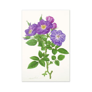 ポストカード ラプソディー イン ブルー|pcr-046 フロンティア はがき 絵葉書 私製 定形 定型 郵便番号 枠あり 1枚入り 大人 おしゃれ お洒落 シンプル かわいい 可愛い 上品 花 アート 水彩