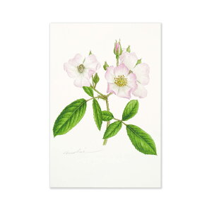 ポストカード バレリーナ|pcr-048 フロンティア はがき 絵葉書 私製 定形 定型 郵便番号 枠あり 罫線なし 1枚入り カラー カラフル レター 大人 おしゃれ お洒落 シンプル かわいい 可愛い