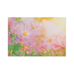 |XgJ[h sNRXXbpcr-109