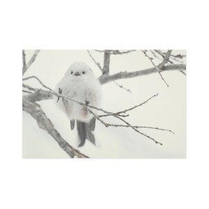 �|�X�g�J�[�h�@�V�}�G�i�K�bpcr-126