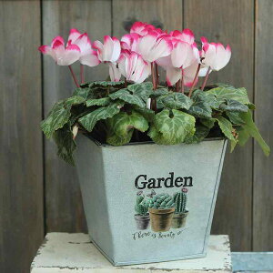 K[fjO v^[ AeB[N  AJ S Aؔ oRj[   H Bep    