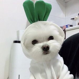   ybg Xq t p[J[ efBxA L ^ 킢  Ԃ ߑ RXv v[h JWA n[g 