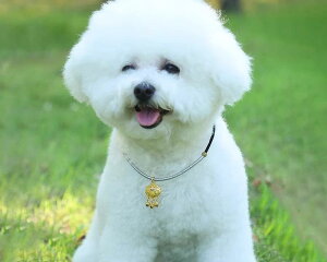 L lbNX    ANZT[ S[h  AeB[N  Be Vv ig N K \ y_g  