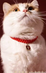 L lbNX    ANZT[  ybg ҂  Be[W  \   IW   Vv