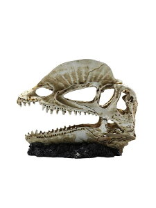 アクアリウム 隠れ家 かっこいい 水槽 装飾 オブジェ 造園 風景 骸骨 スカル 骨格 恐竜 死神 水族館 鑑賞 樹脂 ペット 熱帯魚 エビ 小さめ 大きめ レイアウト 白