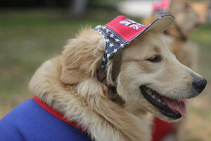  Xq 悯 傫 ybgpi AEghA U O  Ăh~ ToCU[  uh[ S[fgo[ JWA   