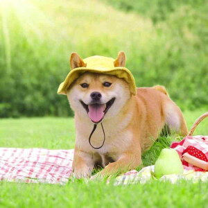  Xq 悯 Ăh~ t R[fC ʋC o R L ybgpi 傫  U AEghA Vv n J[L sN 