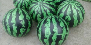 {[ c LbY j̎q ̎q  ct p OV AEghA _炩 ɂȂɂ 傫  TbJ[ Z 킢