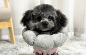 GUxXJ[  L 킢 p aC  Ђ  r h~ ʋC K ɗD _炩 Vv Ђ܂ F O[