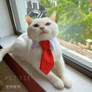 ˂     lN^C {  ʃt@Xi[ ybg ʐ^ Be  p[eB[  o U vg   XgCv n Vv   F